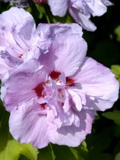 Hibiscus Syriacus 'Ardens', Hibiskus, Garteneibisch