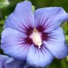 Hibiscus Syriacus 'Marina', Hibiskus, Garteneibisch