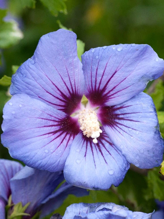 Hibiscus Syriacus 'Marina', Hibiskus, Garteneibisch 1 Hibiscus Syriacus 'Marina', Hibiskus, Garteneibisch
