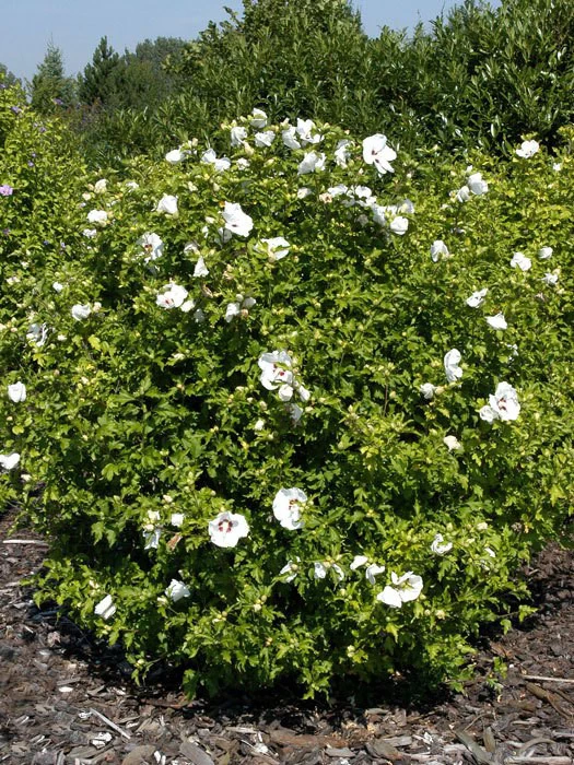 Hibiscus Syriacus 'Red Heart', Hibiskus, Garteneibisch 2 Hibiscus Syriacus 'Red Heart', Hibiskus, Garteneibisch – Bild 2