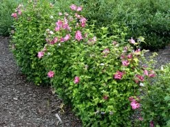 Hibiscus Syriacus 'Woodbridge', Hibiskus, Garteneibisch 4 Hibiscus Syriacus 'Woodbridge', Hibiskus, Garteneibisch -Gartengrün -Pflanze hibiscus woodbridge 1280x1280