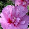 Hibiscus Syriacus 'Lavender Chiffon'®, Roseneibisch