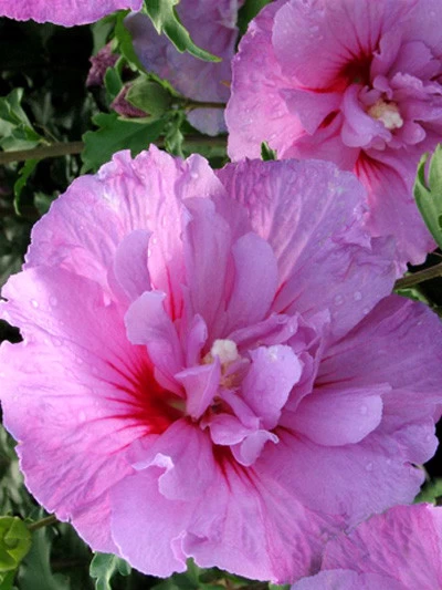 Hibiscus Syriacus 'Lavender Chiffon'®, Roseneibisch 1 Hibiscus Syriacus 'Lavender Chiffon'®, Roseneibisch