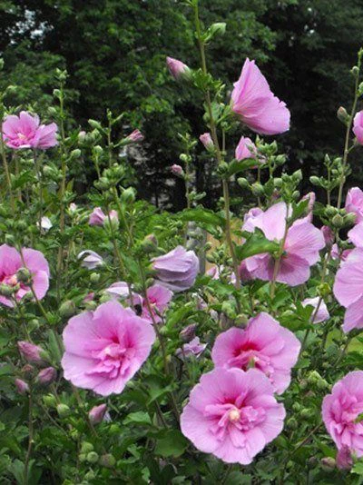 Hibiscus Syriacus 'Lavender Chiffon'®, Roseneibisch 2 Hibiscus Syriacus 'Lavender Chiffon'®, Roseneibisch – Bild 2