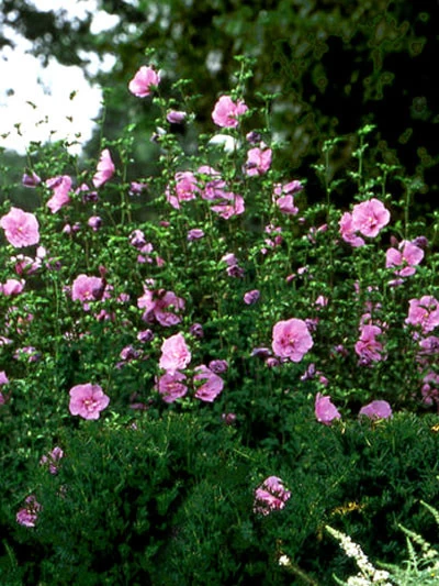 Hibiscus Syriacus 'Lavender Chiffon'®, Roseneibisch 3 Hibiscus Syriacus 'Lavender Chiffon'®, Roseneibisch – Bild 3