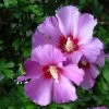Hibiscus Syriacus 'Russian Violet', Hibiskus, Garteneibisch