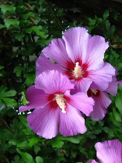 Hibiscus Syriacus 'Russian Violet', Hibiskus, Garteneibisch 1 Hibiscus Syriacus 'Russian Violet', Hibiskus, Garteneibisch
