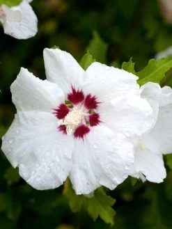 Hibiscus Syriacus 'Red Heart', Hibiskus, Garteneibisch