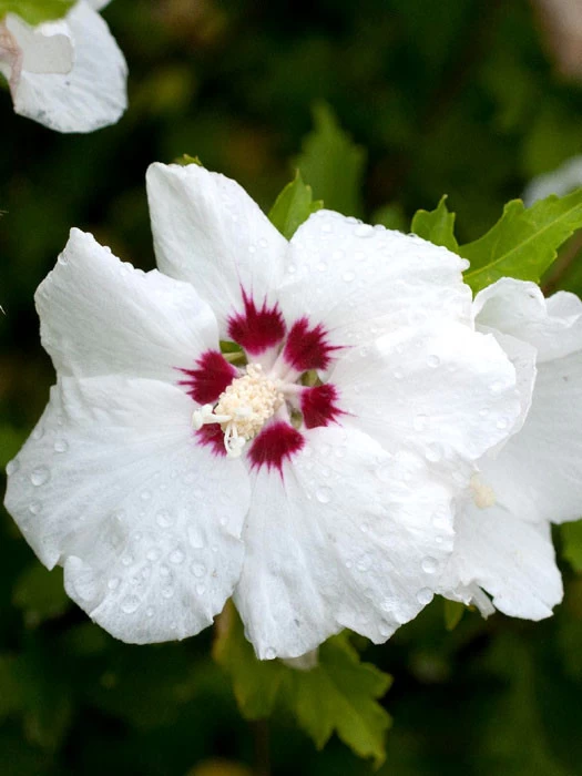 Hibiscus Syriacus 'Red Heart', Hibiskus, Garteneibisch 1 Hibiscus Syriacus 'Red Heart', Hibiskus, Garteneibisch
