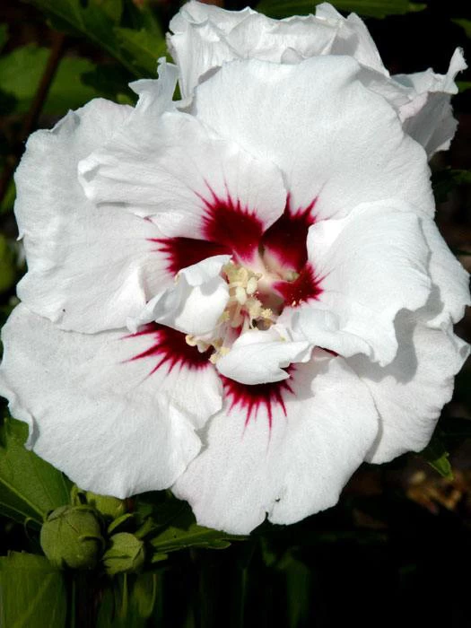 Hibiscus Syriacus 'Speciosus', Hibiskus, Garteneibisch 1 Hibiscus Syriacus 'Speciosus', Hibiskus, Garteneibisch