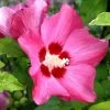 Hibiscus Syriacus 'Woodbridge', Hibiskus, Garteneibisch