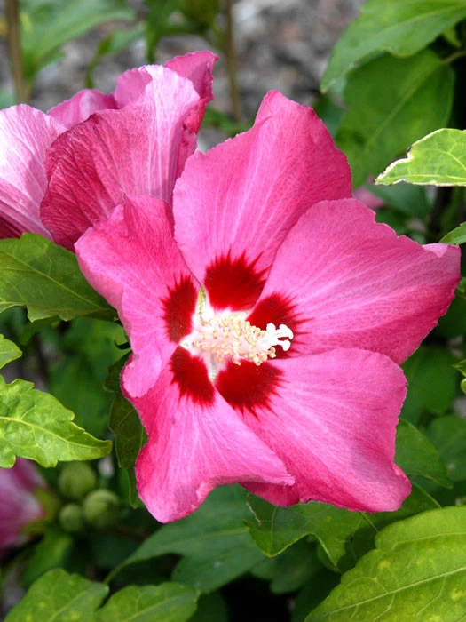 Hibiscus Syriacus 'Woodbridge', Hibiskus, Garteneibisch 1 Hibiscus Syriacus 'Woodbridge', Hibiskus, Garteneibisch