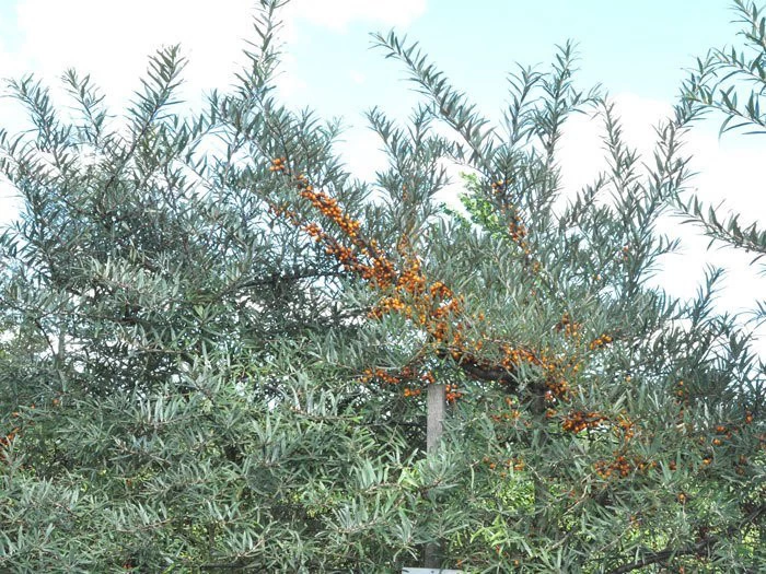 Hippophae Rhamnoides 'Leikora' 2 Hippophae Rhamnoides 'Leikora' – Bild 2