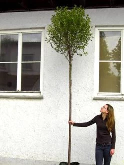 Prunus Fruticosa 'Globosa', Kugel-Kirsche - Hochstamm 8 Prunus Fruticosa 'Globosa', Kugel-Kirsche - Hochstamm -Gartengrün -Pflanze hochstamm prunus globosa 1280x1280