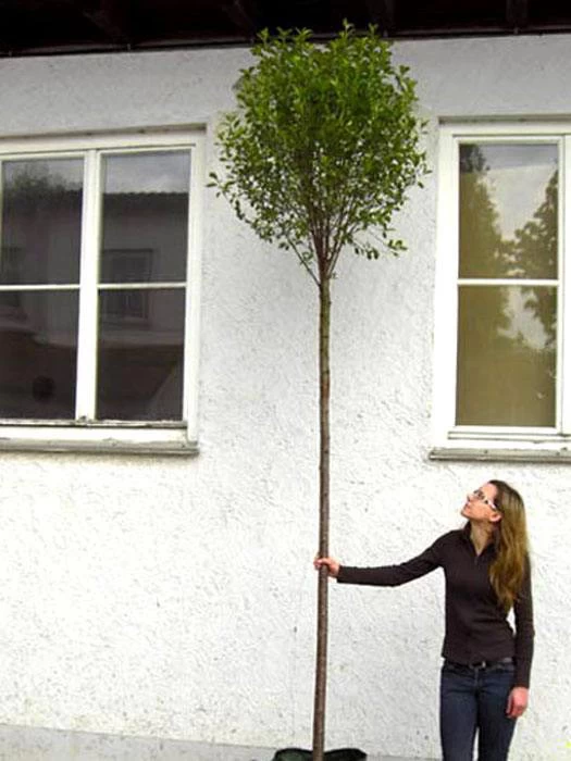 Prunus Fruticosa 'Globosa', Kugel-Kirsche - Hochstamm 4 Prunus Fruticosa 'Globosa', Kugel-Kirsche - Hochstamm – Bild 4