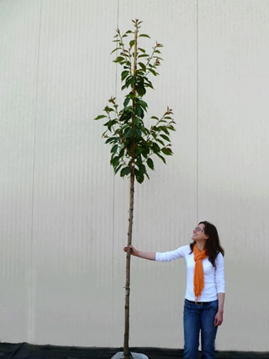 Prunus Serrulata 'Kanzan', Japanische Nelkenkirsche - Hochstamm 3 Prunus Serrulata 'Kanzan', Japanische Nelkenkirsche - Hochstamm – Bild 3