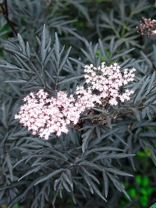 Holunder 'Black Lace' - Fliederbeere 1 Holunder 'Black Lace' - Fliederbeere