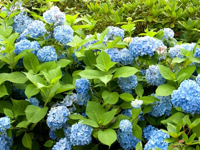 Hydrangea Macrophylla 'Endless Summer Blau'® 2 Hydrangea Macrophylla 'Endless Summer Blau'® – Bild 2