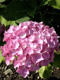 Hydrangea Macrophylla 'Bouquet Rose', Bauernhortensie