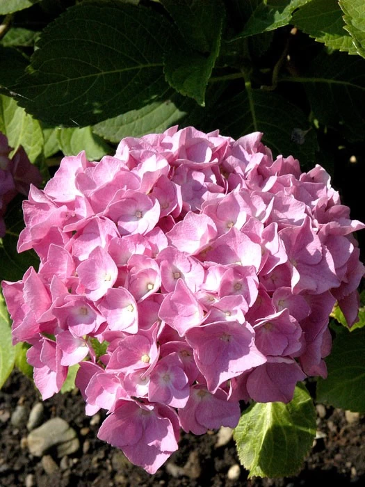 Hydrangea Macrophylla 'Bouquet Rose', Bauernhortensie 1 Hydrangea Macrophylla 'Bouquet Rose', Bauernhortensie