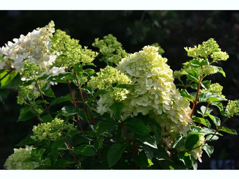 Hydrangea Paniculata 'Little Lime'®, Zwerg-Rispen-Hortensie 1 Hydrangea Paniculata 'Little Lime'®, Zwerg-Rispen-Hortensie