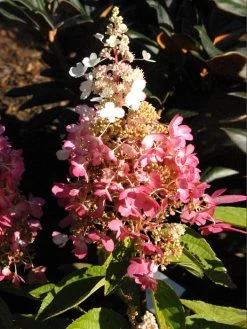 Hydrangea Paniculata 'Pinky Winky'®