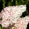 Hydrangea Paniculata 'Vanille-Fraise'®