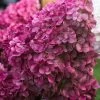 Hydrangea Paniculata 'Wims Red', Rispenhortensie
