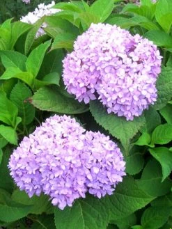 Hydrangea Macrophylla 'Endless Summer Rosa'® 5 Hydrangea Macrophylla 'Endless Summer Rosa'® -Gartengrün -Pflanze hydrangea endl summer 1 447 80368 2 1280x1280