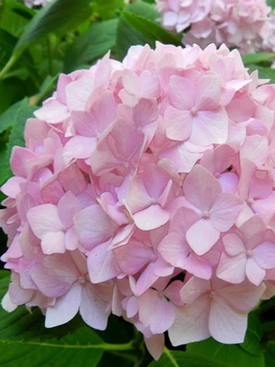 Hydrangea Macrophylla 'Endless Summer Rosa'® 2 Hydrangea Macrophylla 'Endless Summer Rosa'® – Bild 2