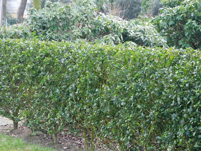 Ilex Meserveae Blue Prince, Stechpalme 3 Ilex Meserveae Blue Prince, Stechpalme – Bild 3