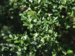 Ilex Crenata 'Glorie Gem', Berg-Ilex