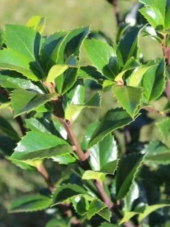 Ilex Meserveae 'Heckenfee', Stechpalme