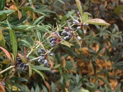 Berberis Julianae, Immergrüne Großblättrige Berberitze 9 Berberis Julianae, Immergrüne Großblättrige Berberitze -Gartengrün -Pflanze immergruene berberitze 1280x1280