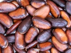 Indianerbanane (PauPau, PawPaw) 9 Indianerbanane (PauPau, PawPaw) -Gartengrün -Pflanze indianerbanane frucht 1280x1280