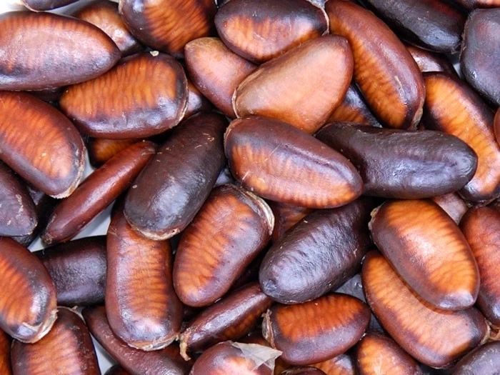 Indianerbanane (PauPau, PawPaw) 5 Indianerbanane (PauPau, PawPaw) – Bild 5