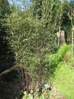 Fargesia Jiuzhaigou 'Deep Purple', Jade Bambus, Rothalmiger Schirm-Bambus 10 Fargesia Jiuzhaigou 'Deep Purple', Jade Bambus, Rothalmiger Schirm-Bambus -Gartengrün -Pflanze jade bambus deep purple 1280x1280