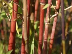 Fargesia Jiuzhaigou, Jade Bambus, Rothalmiger Schirm-Bambus 5 Fargesia Jiuzhaigou, Jade Bambus, Rothalmiger Schirm-Bambus -Gartengrün -Pflanze jade bambus 1280x1280