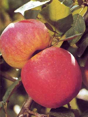 Apfel Jamba 1 Apfel Jamba