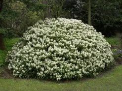 Skimmia Japonica 'Rubella', Japanische Blütenskimmie 6 Skimmia Japonica 'Rubella', Japanische Blütenskimmie -Gartengrün -Pflanze japanische bluetenskimmie 1280x1280