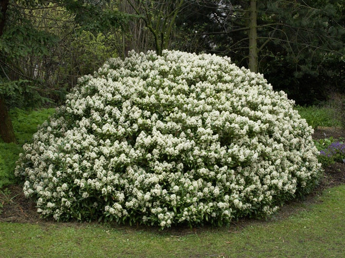 Skimmia Japonica 'Rubella', Japanische Blütenskimmie 3 Skimmia Japonica 'Rubella', Japanische Blütenskimmie – Bild 3