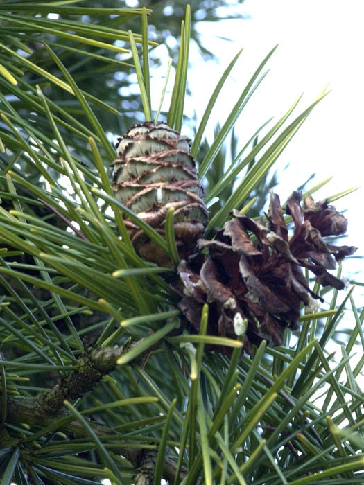 Sciadopitys Verticillata, Japanische Schirmtanne 2 Sciadopitys Verticillata, Japanische Schirmtanne – Bild 2