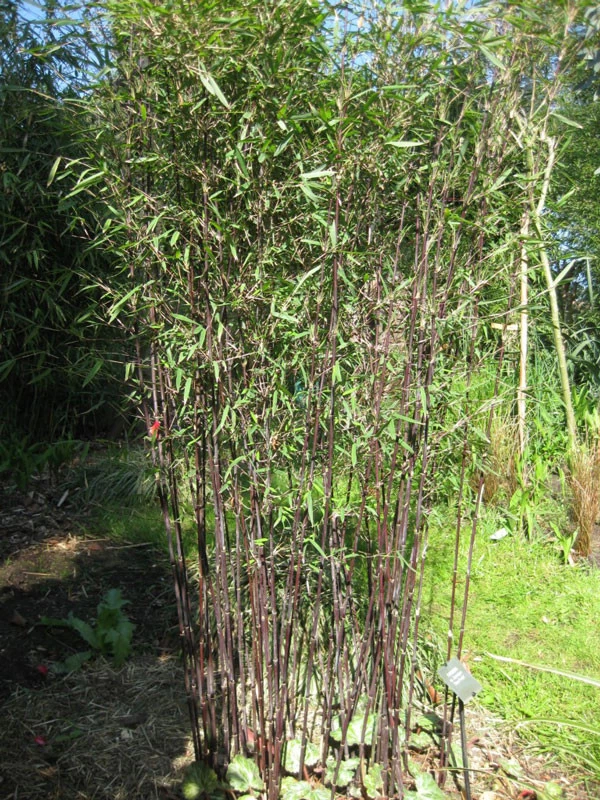 Fargesia Jiuzhaigou 'Deep Purple', Jade Bambus, Rothalmiger Schirm-Bambus 1 Fargesia Jiuzhaigou 'Deep Purple', Jade Bambus, Rothalmiger Schirm-Bambus