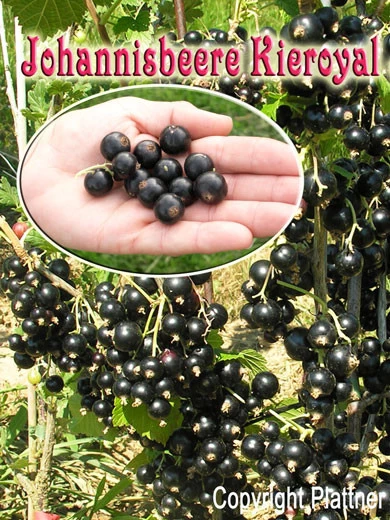 Johannisbeere 'Kieroyal'® 1 Johannisbeere 'Kieroyal'®