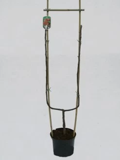 Jonagold, Apfel - U-Spalier -Gartengrün -Pflanze jonagold spalier 1280x1280