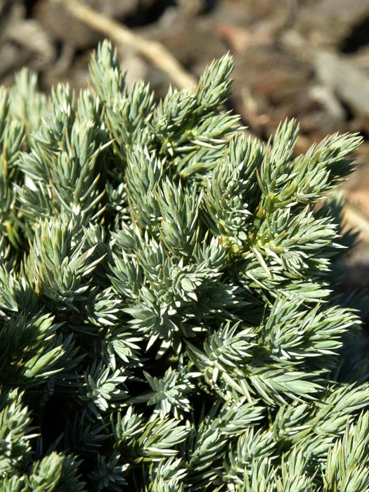 Juniperus Squamata 'Blue Star', Blauer Zwerg-Wacholder 2 Juniperus Squamata 'Blue Star', Blauer Zwerg-Wacholder – Bild 2