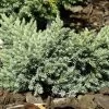 Juniperus Squamata 'Blue Star', Blauer Zwerg-Wacholder
