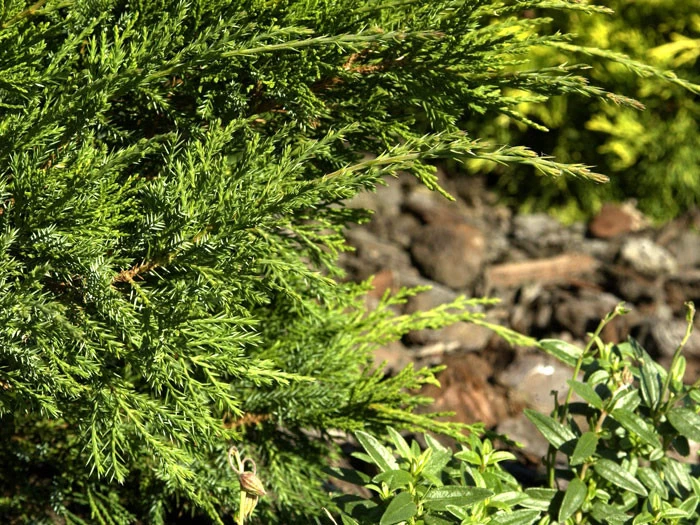 Juniperus Media (pfitzeriana) 'Mint Julep', Grüner Strauchwacholder 2 Juniperus Media (pfitzeriana) 'Mint Julep', Grüner Strauchwacholder – Bild 2