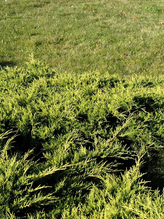 Juniperus Media 'Old Gold', Gelber Pracht-Wacholder 1 Juniperus Media 'Old Gold', Gelber Pracht-Wacholder