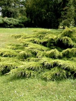 Juniperus Media 'Pfitzeriana Aurea', Gelber Pfitzer-Wacholder